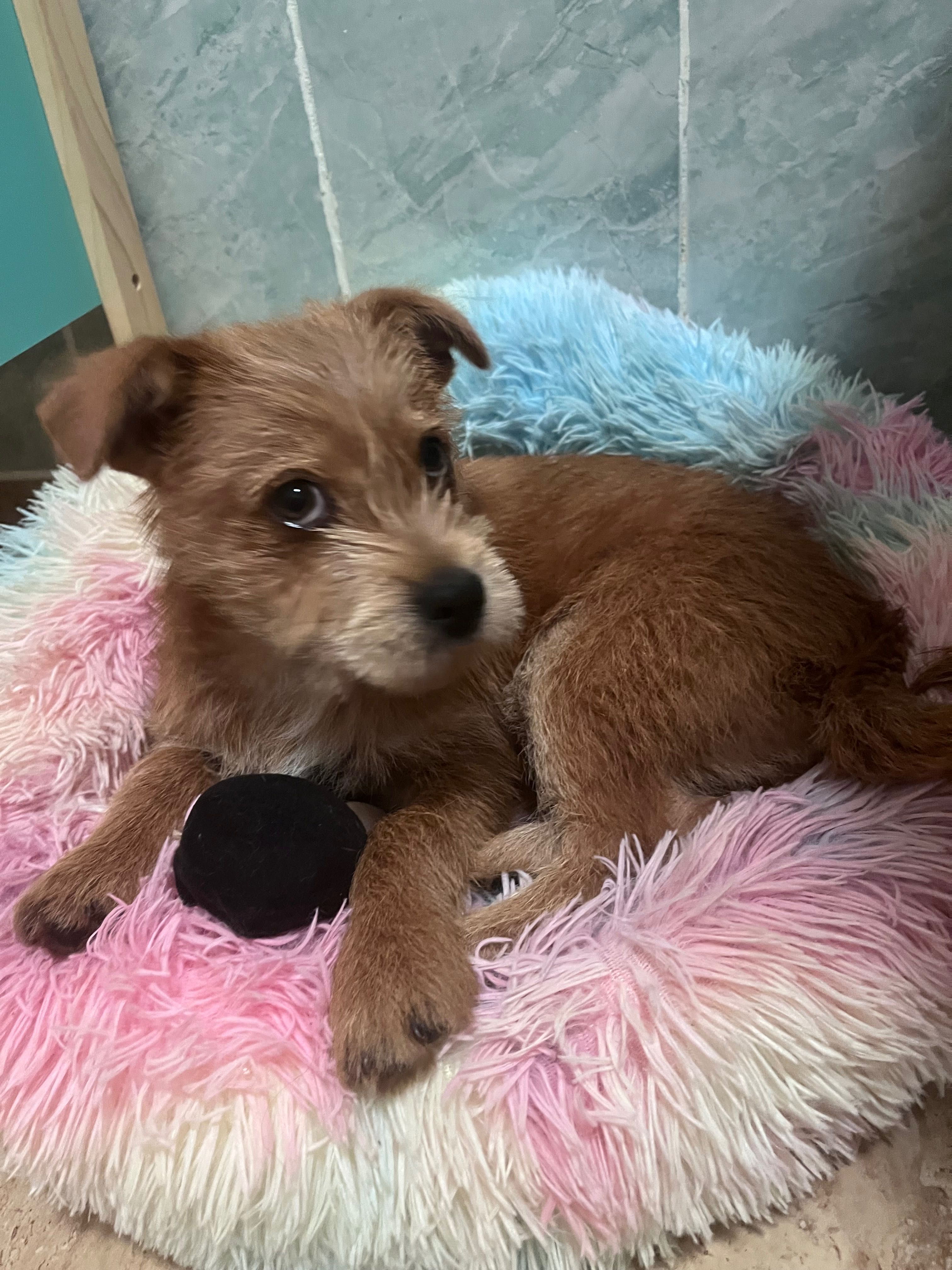Catelus pentru adoptie Bucuresti