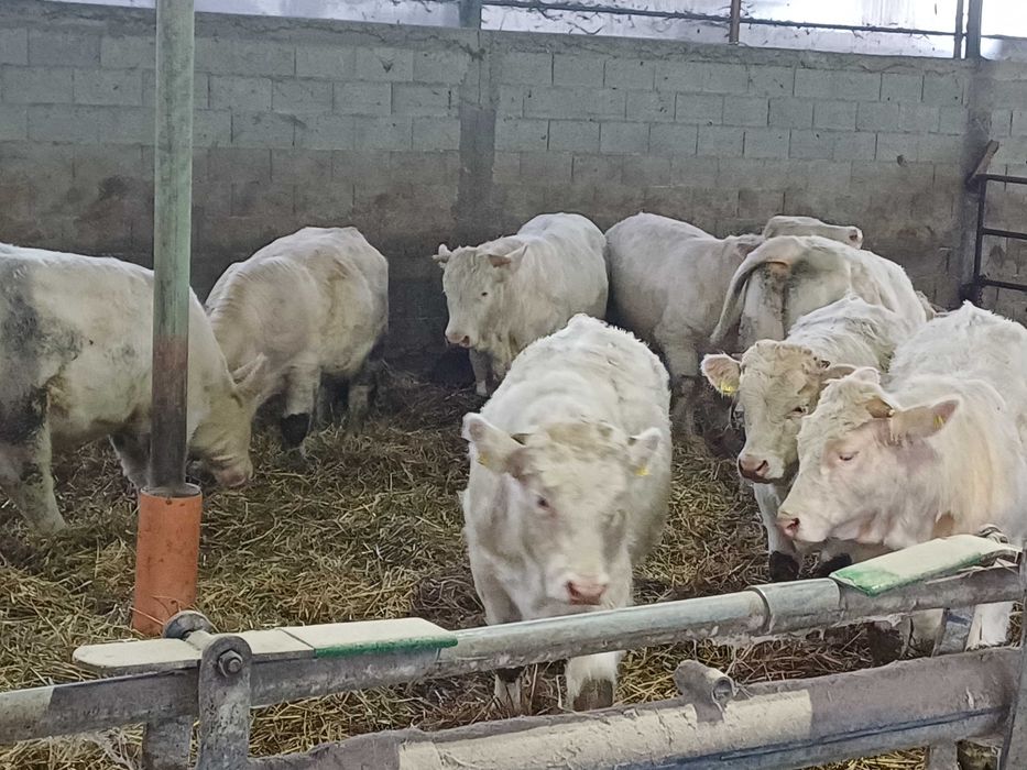 Taurasi Charolaise Reproductie