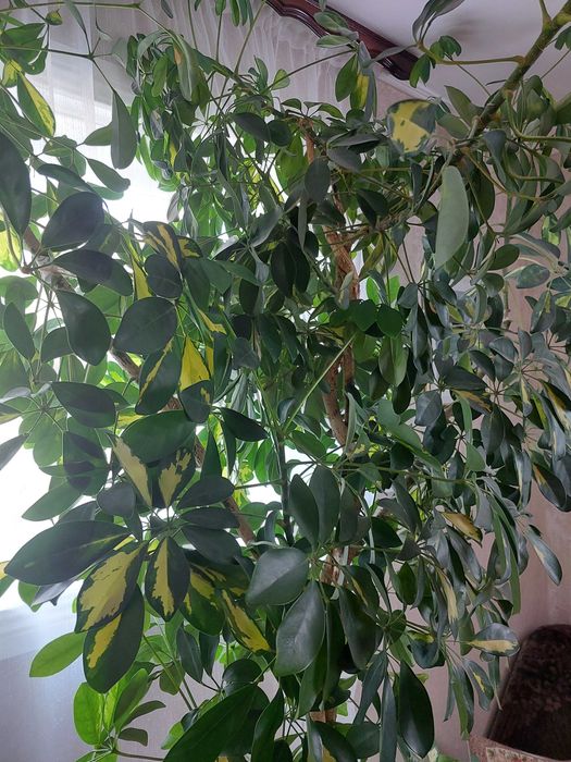 Продается растение Шеффлера(для офисов,кафе,просторных залов)