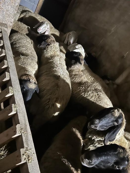 Vand 120 de oi si 3 berbeci tigaie sarbeasca