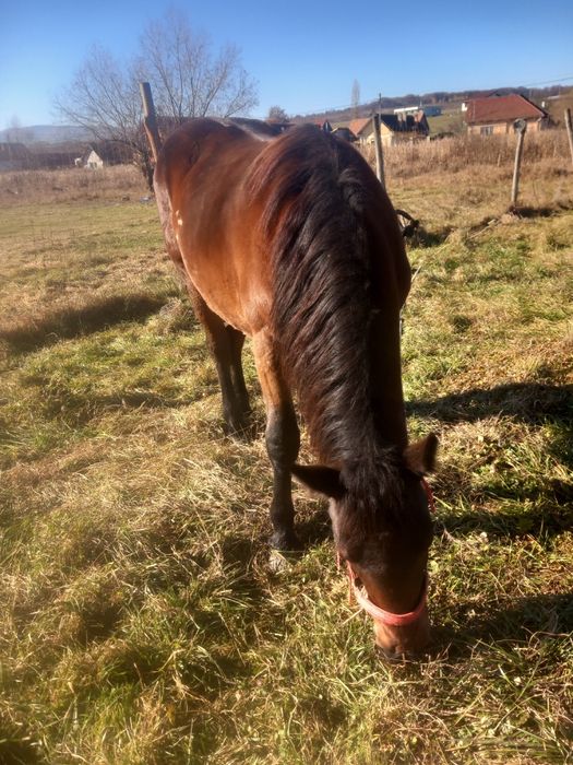 Vând mânză de 2 ani garantată la căruț sută la sută potcovită nouă