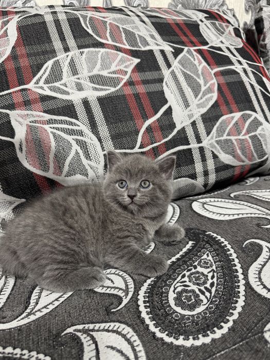 Продается котенок скоттиш страйт мальчик