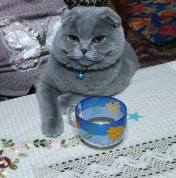 Вязка! Кот Симба!  Шотландский вислоухий