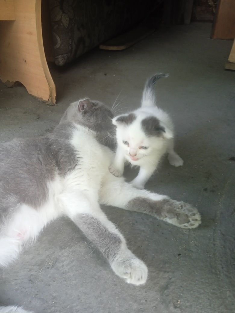 Котенок вислоухий альбинос
