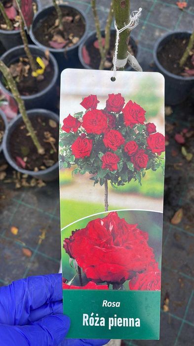 Trandafiri copac dif culori