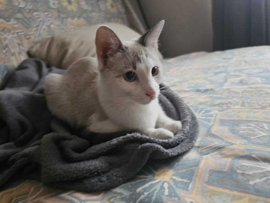 Pisicuta 4 luni Adoptie