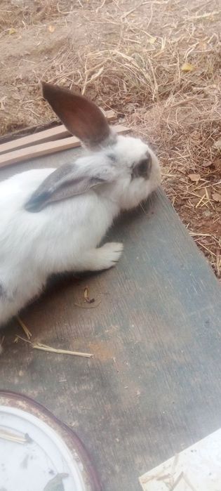 Quyon sotiladi arzon