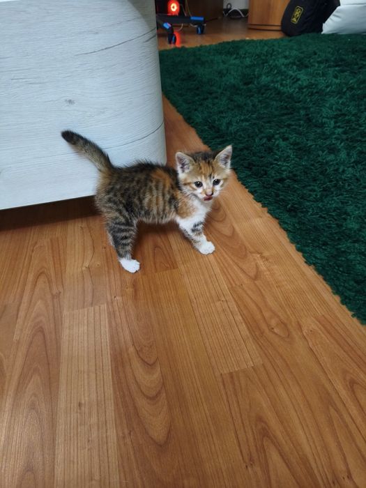 Подарявам женско коте