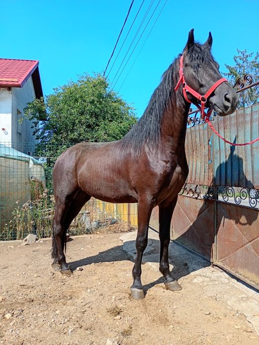 Vând mânză un an și șapte luni