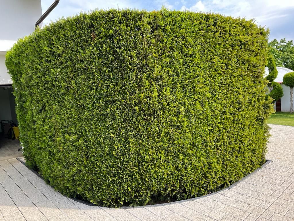 Plante ornamentale, preț de producător.