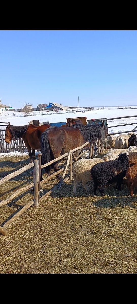 Бие кулынды и Байтал продам