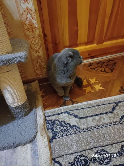 Скоттиш-фолд кошка или Шотландская  вислоухая