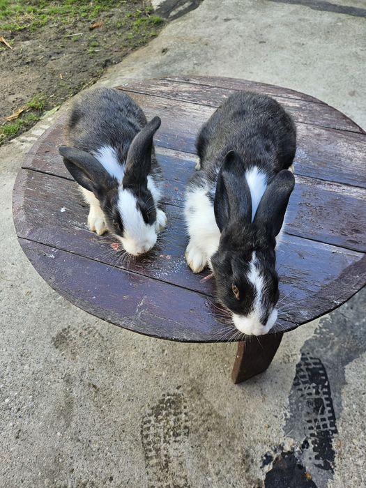 Vând iepuri Hycole Francez