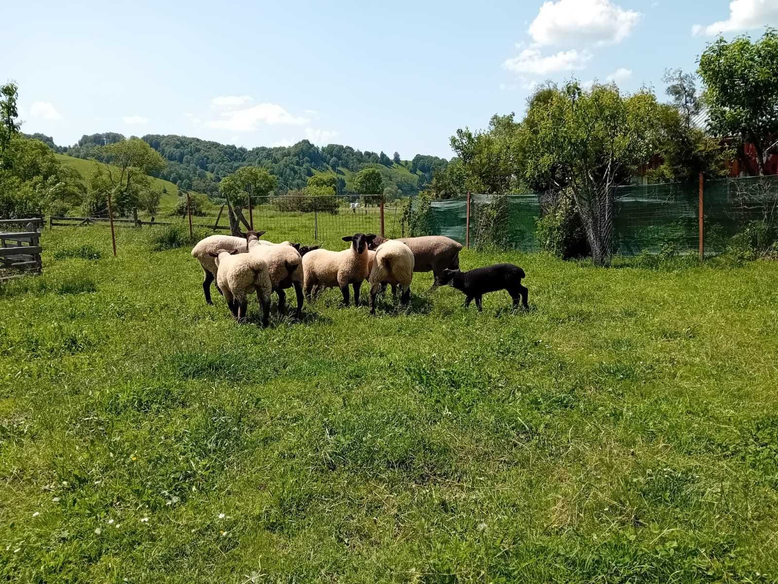 Oi Suffolk de vânzare
