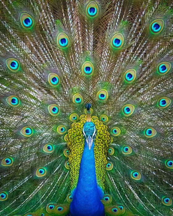 Маленький павлин, фото папы .