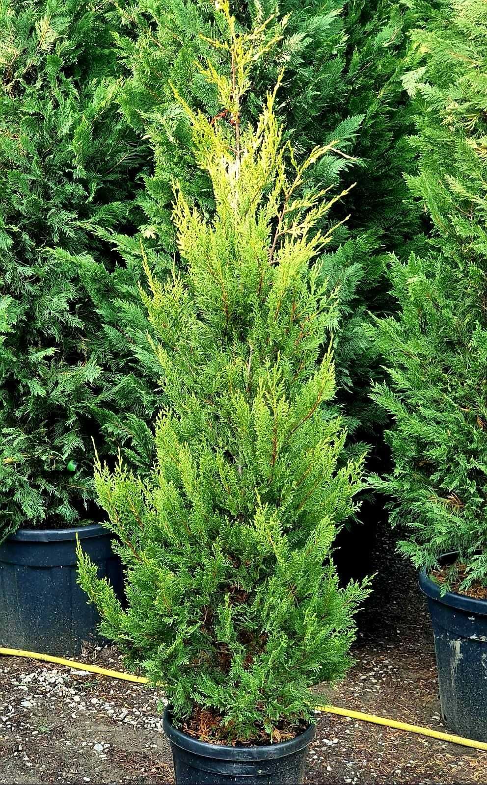 Leylandii Cupresussocyparis