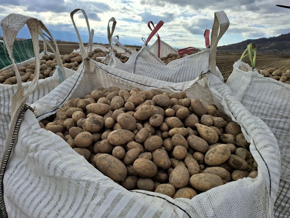 Cartofi consum /  samanta / animale nesortati in big bags