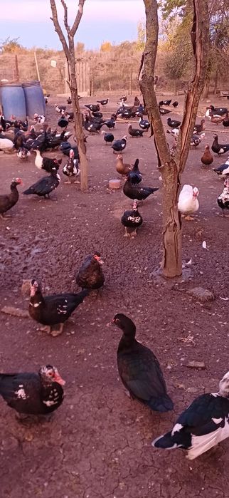 Rate mute de vinzare