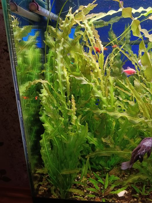 Аквариумное растение