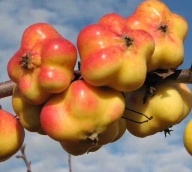 pomi fructiferi exotici,gama variata,Paulownia.livrare RO