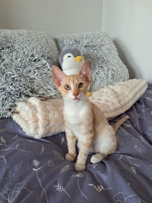 Motan pentru adoptie