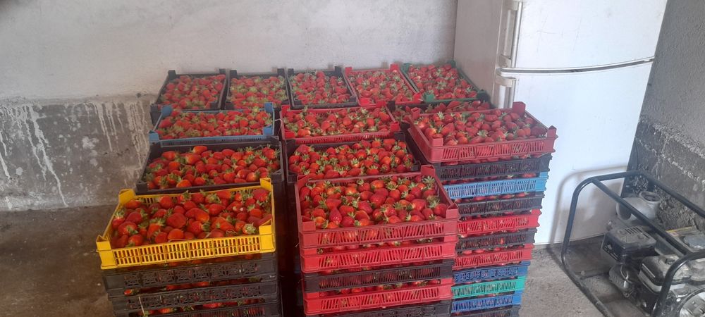 предлагам страхотен расат ягуди