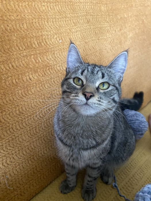 Ищем ответственных и добрых людей для породистой Масяки