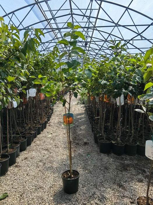 Vand kaki la ghiveci