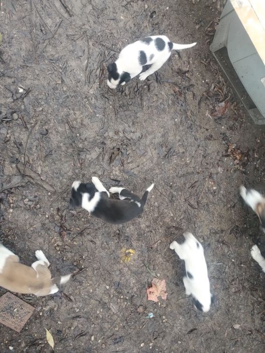 Donez căței foarte jucăuși