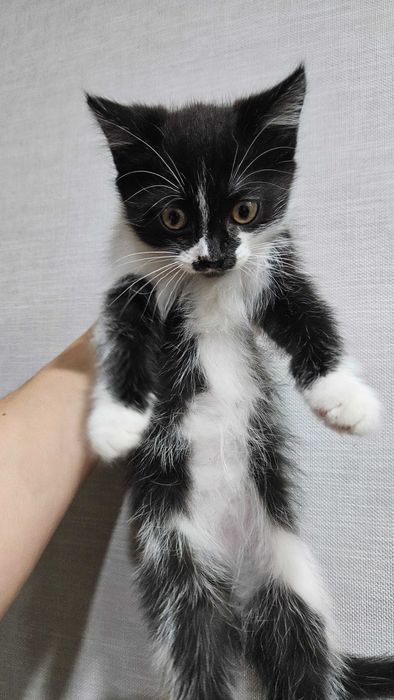 Отдам в хорошие руки котенка