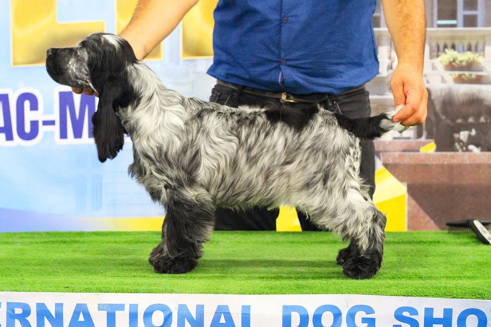 Pui de Cocker Englez