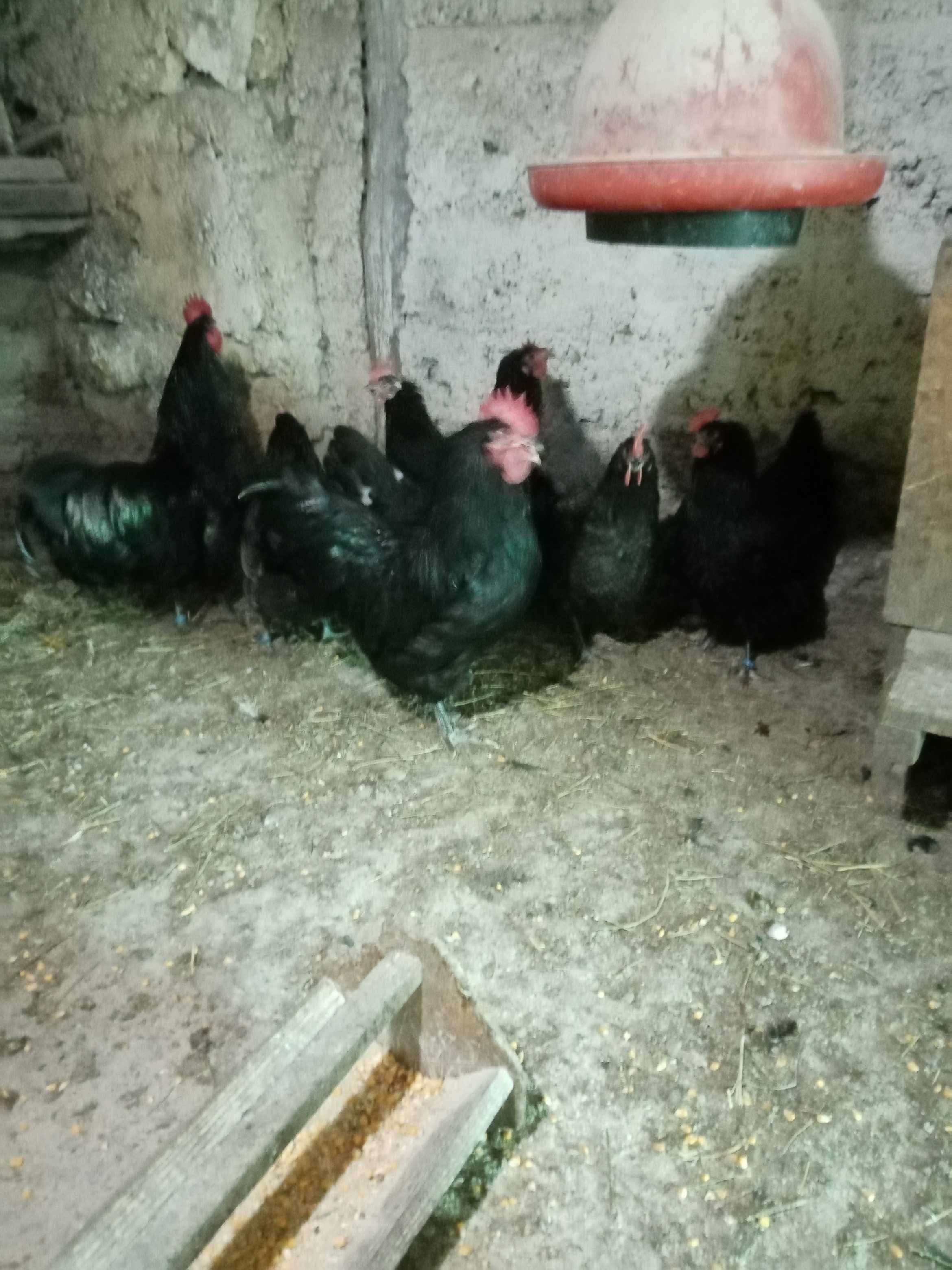 Ofertă ouă pentru incubat