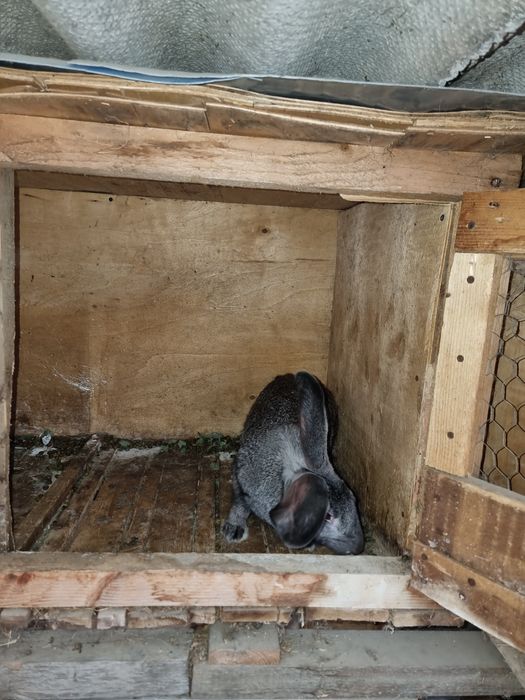 Urias german gri fier femela