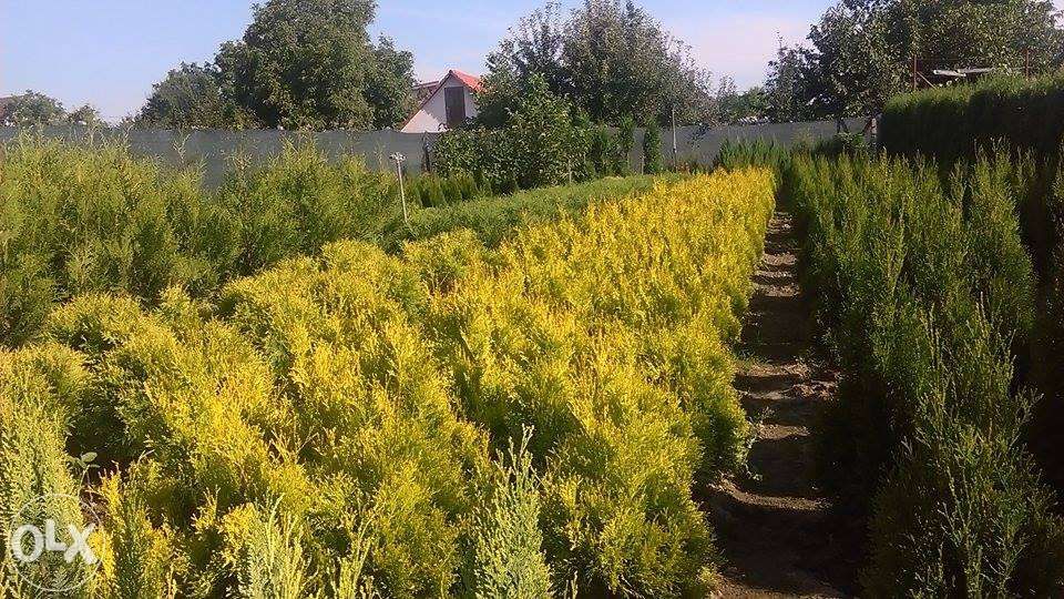 Thuja orientalis Pyramidalis Aurea