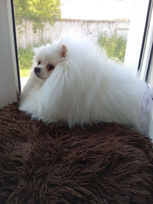 Помиранский шпиц