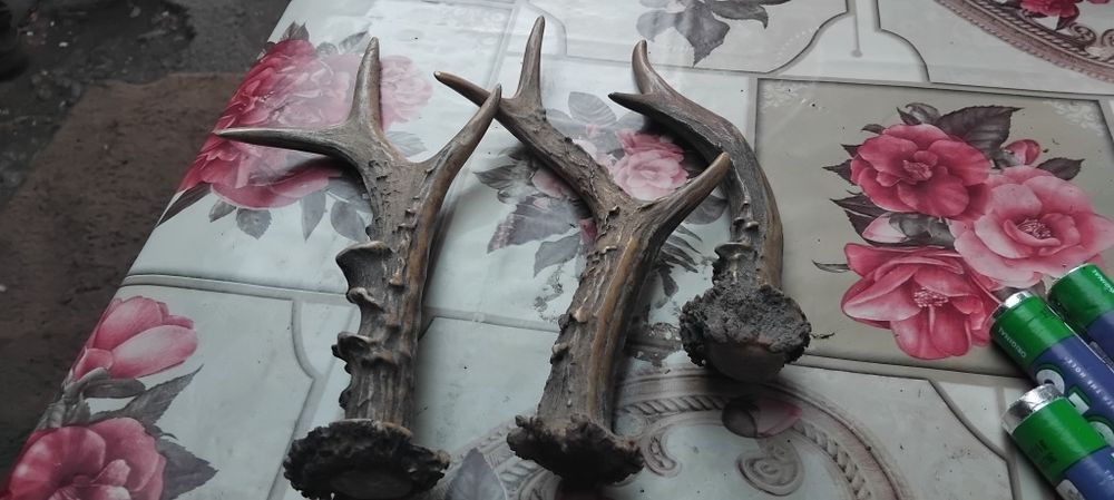 Vând trei coarne de căprior