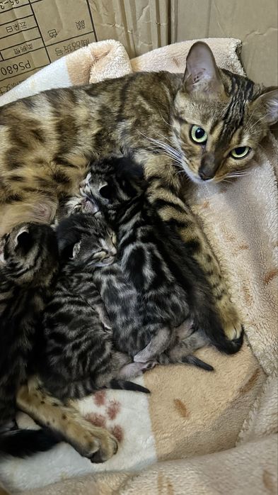 Бенгальские котята