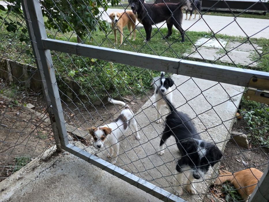 Cățeluși spre adopție, pui, de toate rasele
