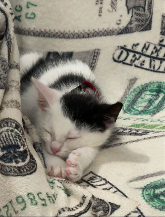 ОТДАМ котенка в хорошие и добрый руки!