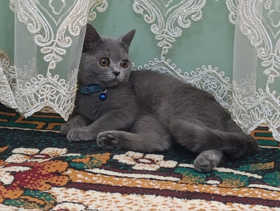 Мушук сотилади аклли ва покиза