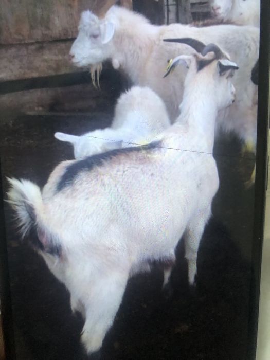 Ешкы сатылады жаксы