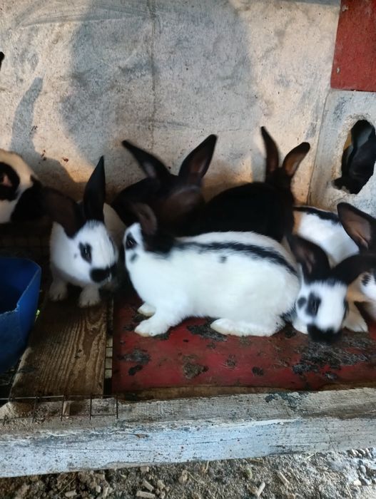 Продам кроликов. Порода Немецкий Пестрый Великан.