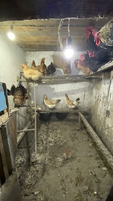 Продам петуха  куры обращайтесь