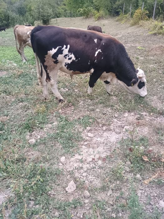 Taur de un an, de vânzare‼️