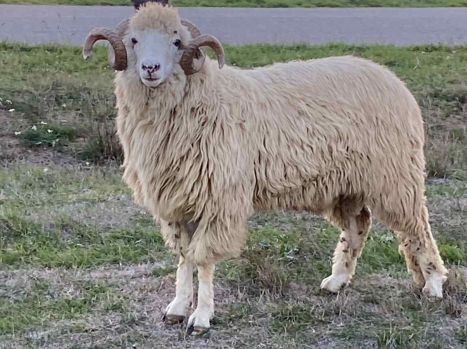 Vând Mior Băl      .