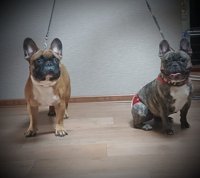 Бронь! Щенки французского бульдога!