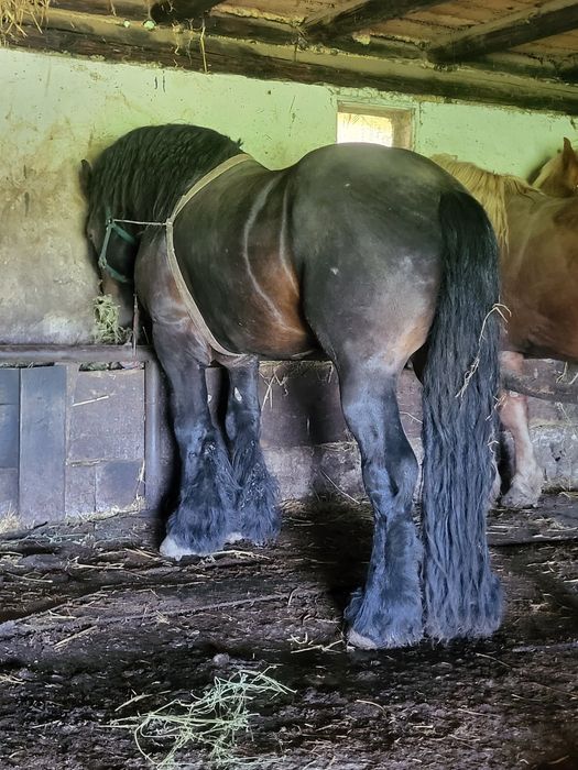 Vând cai,sau schimb cu vaci