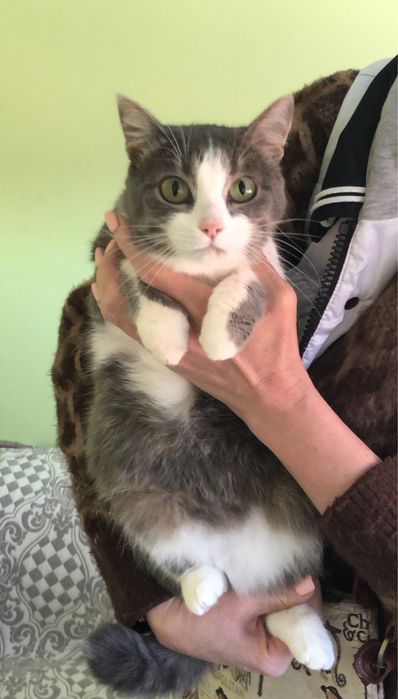 Любимые животные