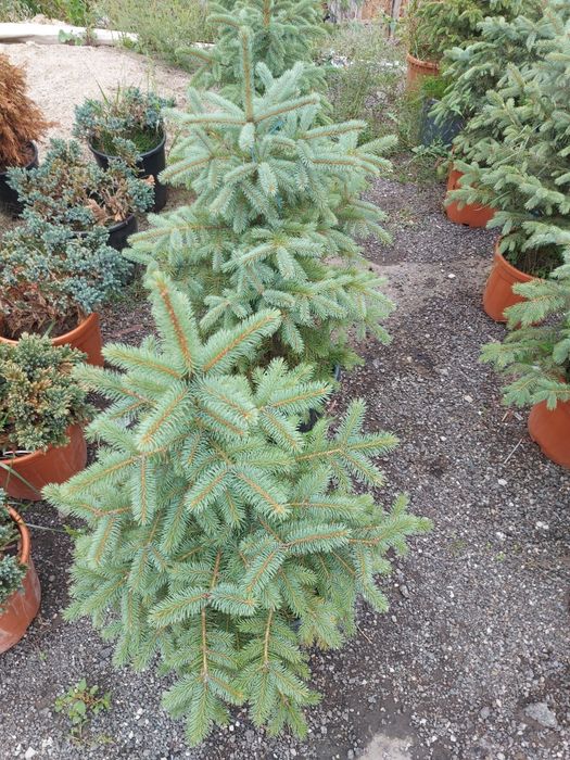 Brazi arginti sau verzi