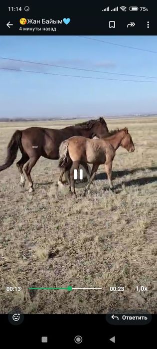 Бие тайымен  сатылады